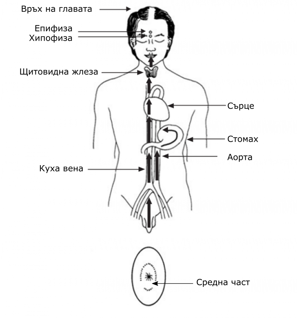 Чи самомасаж 8 чи самомасаж - средна линия на силата - мъже