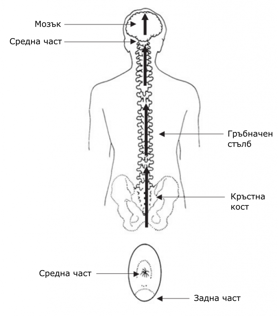 Чи самомасаж 11 чи самомасаж - задна линия на силата