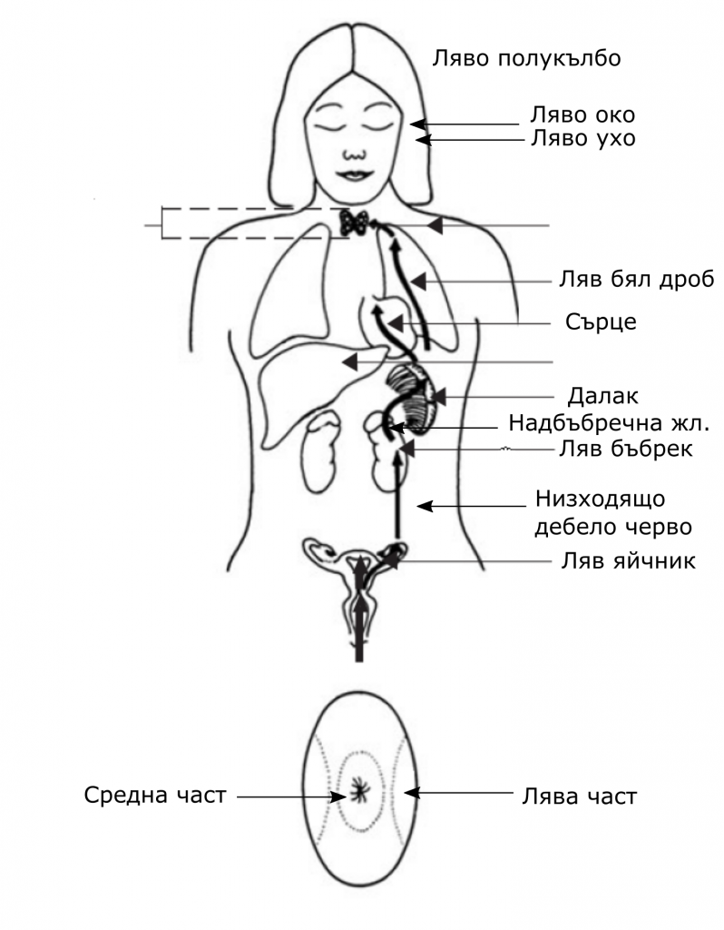 Чи самомасаж 13 чи самомасаж - предна линия на силата - жени