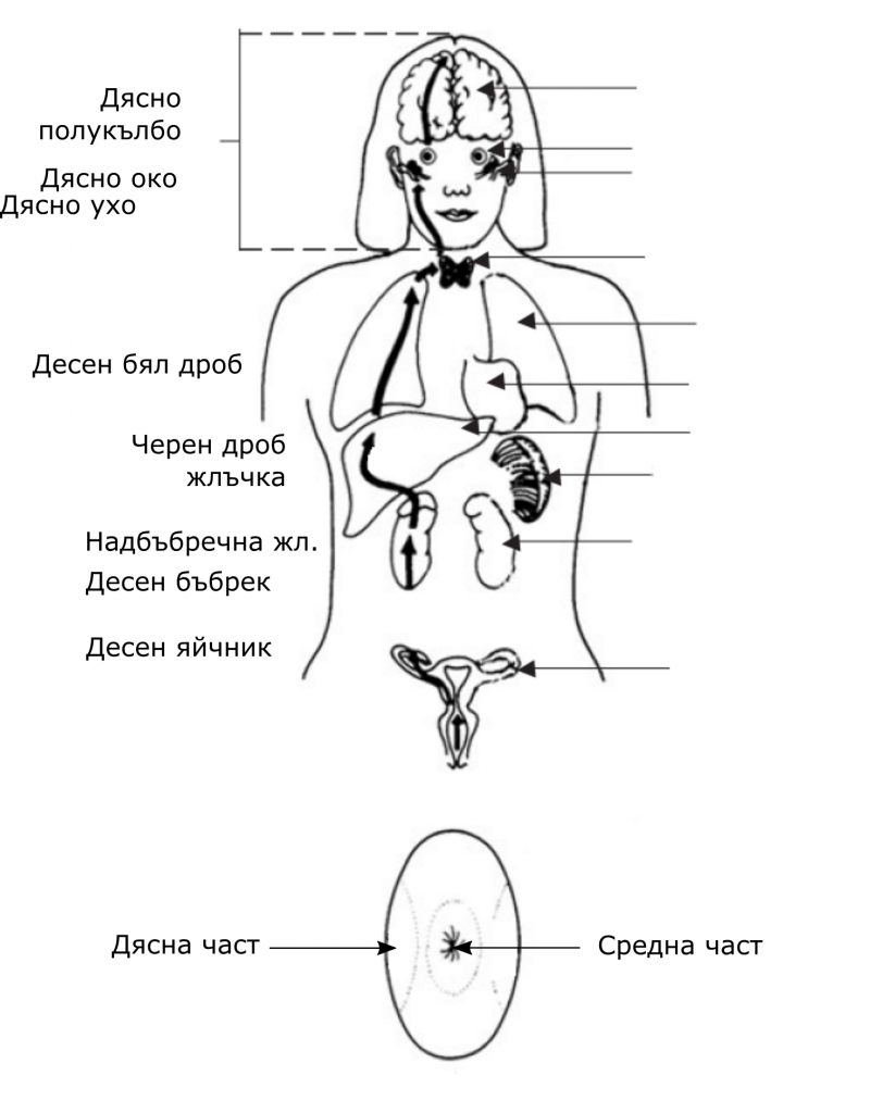 Чи самомасаж 15 чи самомаса - дясна линия на силата - жени