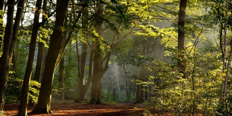 Дао в парка - август 2025 1 Дао в парка - август 2025 1